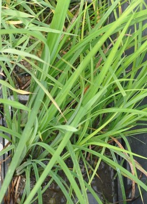 4x Segge, Filtersegge, Carex, nützliche Teichpflanzen, Filterpflanzen