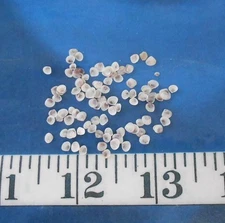 ~ False Quahog Shells ~ 100 ~ White & Purple ~ Shellcraft~ Sailor's Valentines ~