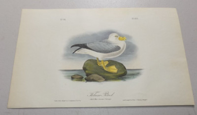 1840 Audubon Bird First Edition Octavo Print FULMAR PETREL PL#455 ~A
