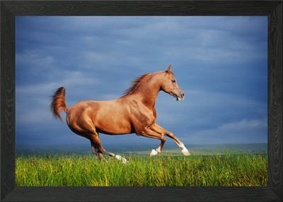 Wildpferde gerahmtes Wandbild Poster Leinwanddruck Bild