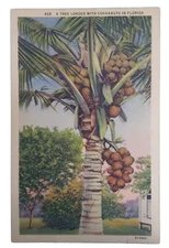 Postcard FL A Tree Loaded with Cocoanuts Linen in Florida