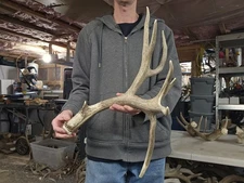 Huge 79-80" Mule Deer Shed Antlers Horns Elk Moose Rack