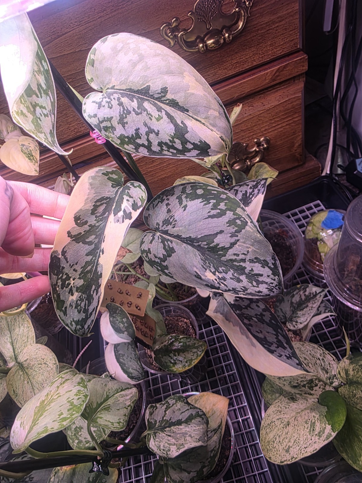Scindapsus Mariposa *HIGH VAR FRESH CUTTING*