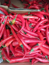 Fresh  Spicy Red Chilli Pepper 250g （free Postage)新鲜辣椒