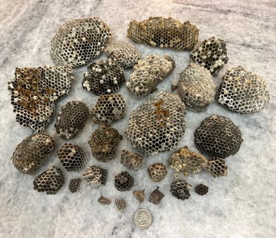 30~Paper Wasp Bee Hive Hornets Nest Honey Combs - Lot Excellent Collection 