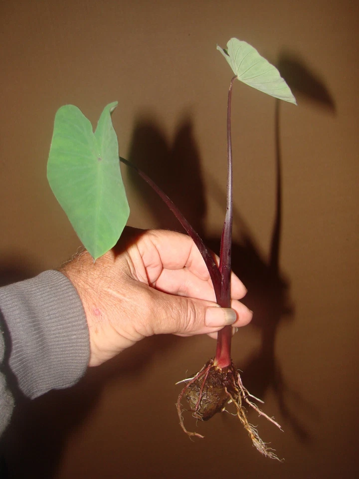 ~‘O‘OPUKAI~ PURPLE GUPPY edible TARO Colocasia HAWAIIAN live small starter Plant - Image 3 of 4