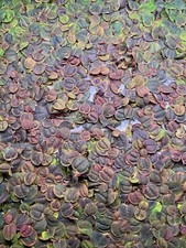 Red Root Floaters Live