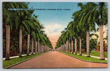 Vintage Linen Postcard Palm Avenue Florida by Hartman Card Co.