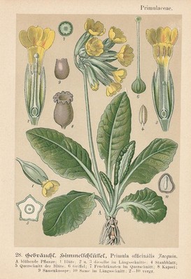 Echte Schlüsselblume (Primula veris) Chromo-Lithographie von 1893 Heilpflanzen