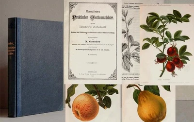 GAUCHER Praktischer Obstbaumzüchter 1887 Äpfel Birnen Obst Pomologie - Bild 1 von 4
