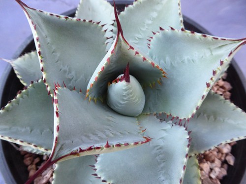 Agave pygmaea "Dragon Toes" Great Leaf Impressions! STARTER PLANTS! 3"-4" Wide - Picture 10 of 10