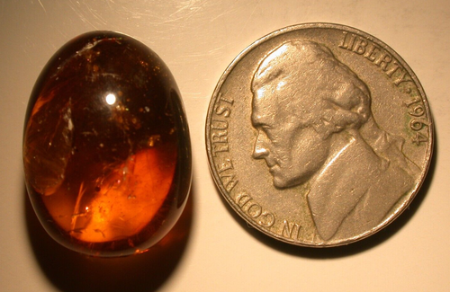2 Cretaceous Mycetophilid Flies in Burmite Amber Fossil from Dinosaur Age - Picture 9 of 9