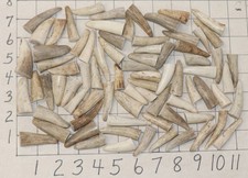 77 Deer/Elk Antler Tines Tips Crafts