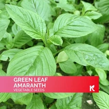 500 Green Leaf Amaranth seeds (Amaranthus Mangostanus)