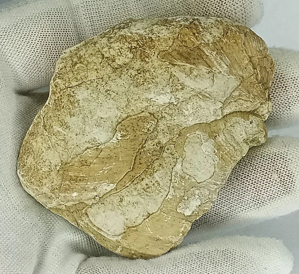 Fossil mit 2 Muschel / Schnecke im Kalkstein | 82,6g | Fossil 67x52x22mm - Bild 2 von 4