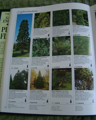 Reader's Digest Gardener's Encyclopedia - Plants & Flowers (Paperback, 1991) - Picture 17 of 24