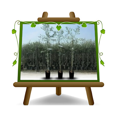 Olivo Uovo Di Piccione - Piante Da Frutto Online - Vivai Spallacci Flavio