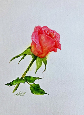 Rose Flower Watercolor Original Painting