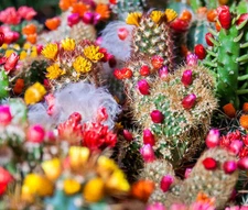 CACTUS MIX Cacti - 100 Bulk Seeds
