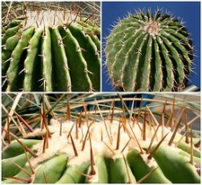 10 graines de Echinocactus visnaga ,plantes grasses, cactus seeds , F