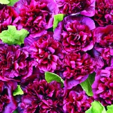25 Double Blackberry Hollyhock Seeds Perennial Flower Flowers Seed 38 US SELLER