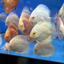 Mix Albion Discus Red Eyes 3-3.5 Inch Tropical Live Fish