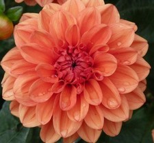 1 "Orange Nugget" Decorative Dahlia - Large Tuber - US Seller