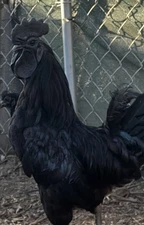 8+ Ayam Cemani Hatching Eggs! RARE High Quality! Ships fast! Solid Black!