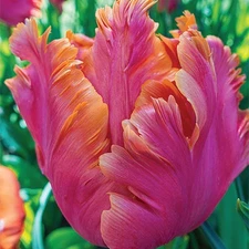 8 - AMAZING PARROT TULIP Flower Bulbs - HUGE FEATHERED PERENNIAL BLOOMS