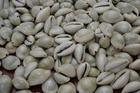 500 PCS RING TOP COWRIE COWRY SEA SHELL BEACH CRAFT