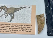 Carcharodontosaurus dinosaur CARCHARODON TOOTH 2” AKA Africa TREX T REX AB21