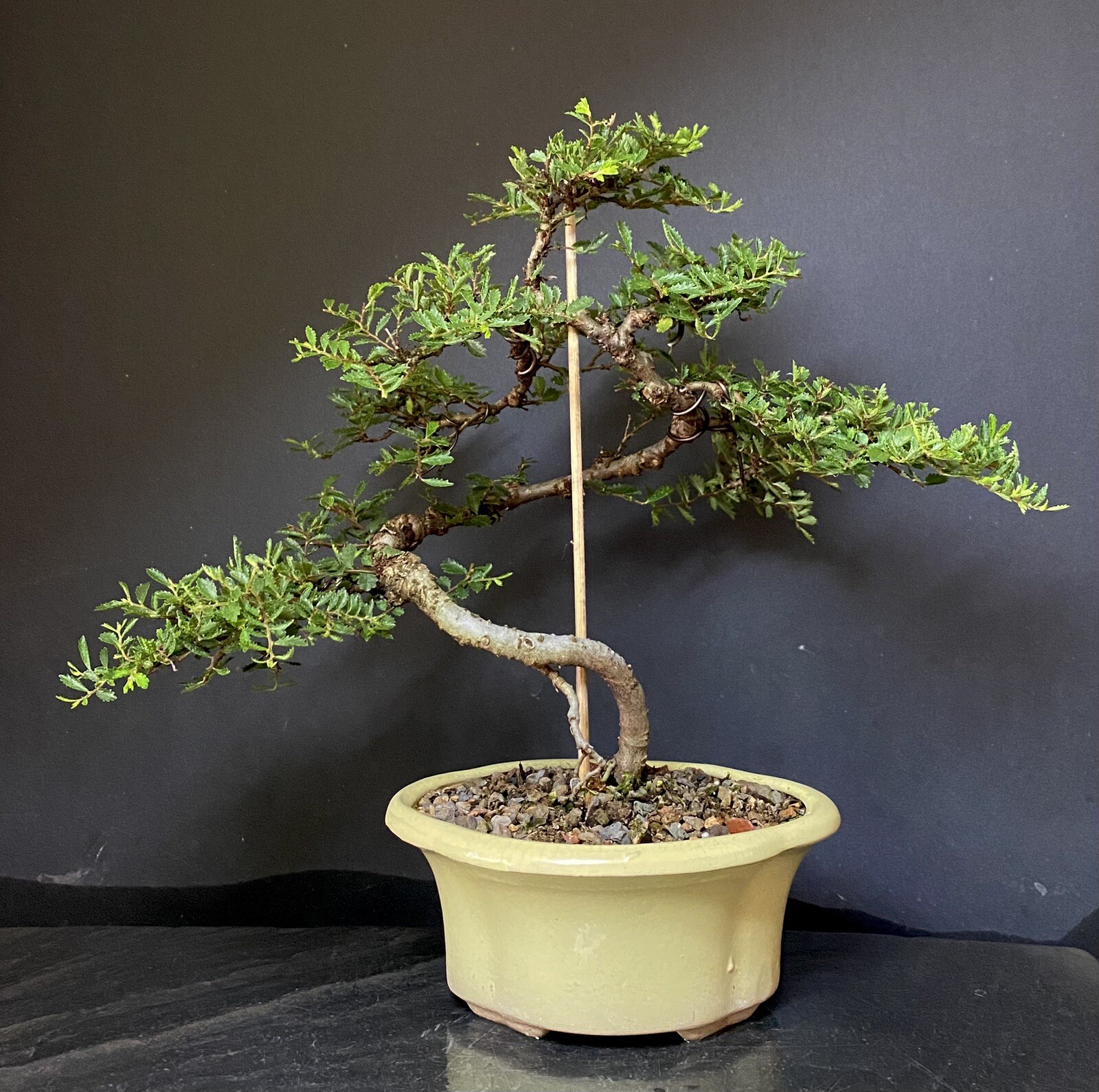 Bonsai Tree Chinese Cork Bark elm 10 1/2” Tall, Vintage Unknown Glazed