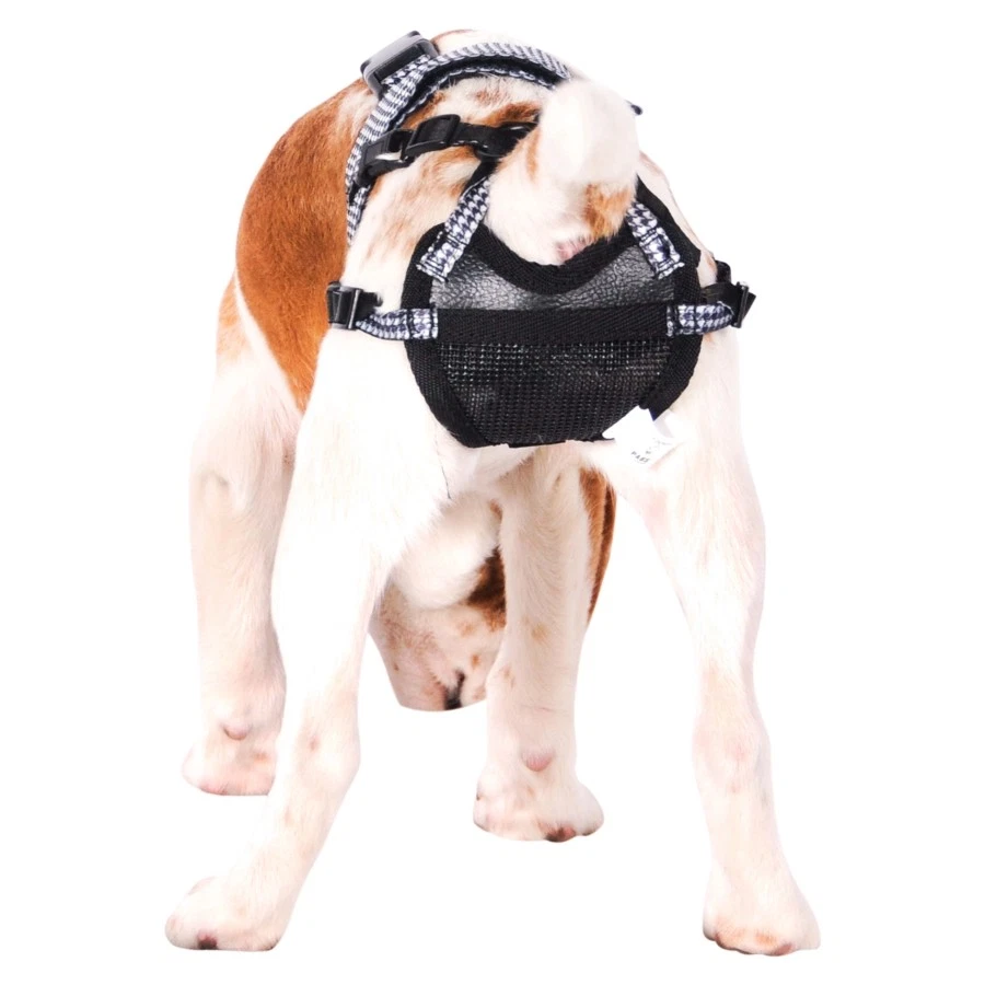 Dog chastity clearance