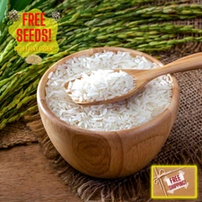 Fresh Thai White Jasmine Rice Seeds | Taiguo Xiang Mi | Heirloom Non-GMO | Grain