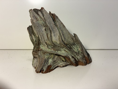 Florida Driftwood Sculptural Root Stump 4 Inch Tall Coastal Decor Aquarium Terra