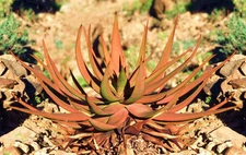 Aloe Gariepensis, exotic cacti xeriscaping succulent rare agave cactus  10 SEEDS