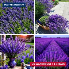 5000 Lavender Seeds for Planting - English Lavender Non-GMO Heirloom Seeds Carp
