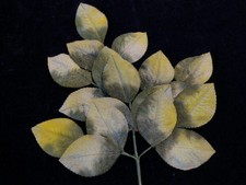 Vtg Millinery Flower Green Yellow Shaded Leaves Japan 2 1/4" 6 stems Bunch Y305