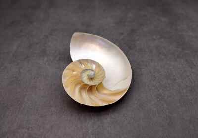 Polished Natural Nautilus Seashell Single Half (1 HALF shell approx. 5+ inches)
