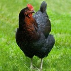 12 Pack Assorted Mixed Color Chicken Eggs — photo 10