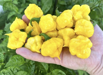 #ad Popular 5 Lemon Starburst Pepper Plants Ready To Ship $30.00