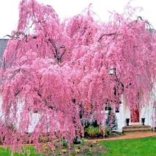 Japanese "WEEPING SAKURA" Cherry Blossom Flower Tree Seeds (pendula) Fast Hardy