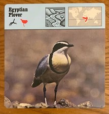 EGYPTIAN PLOVER, 1977 EDITIONS RECONTRE 4 3/4" x 4 3/4" CARD