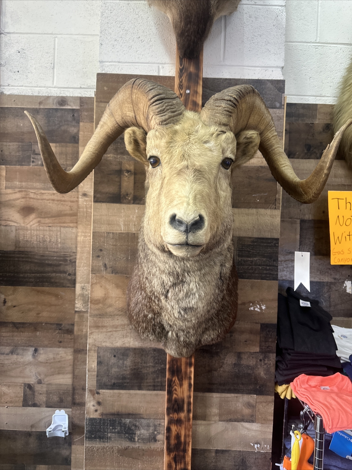 big horn sheep taxidermy mounts eBay