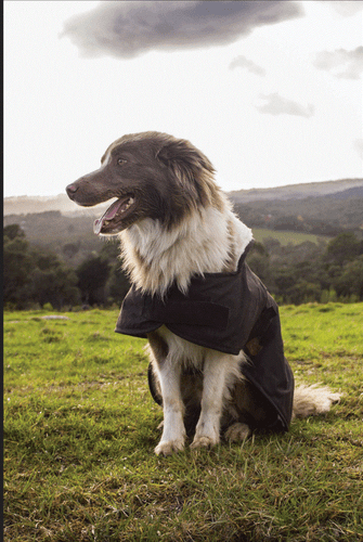 Nuevo abrigo Burke & Wills 12 oz piel aceitosa perro impermeable invierno blanco forrado de piel de sherpa - Imagen 8 de 18
