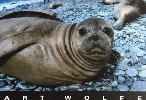 The Living Wild by Art Wolfe -Signed - Picture 6 of 6