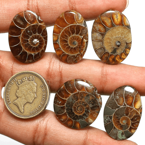 5 Pcs Natural Ammonite Fossil Hi-Quality 23mm-27mm Cabochon Loose Gemstones Lot - Picture 9 of 11