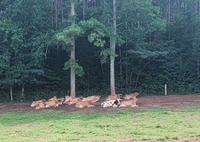 jersey dairy cows
