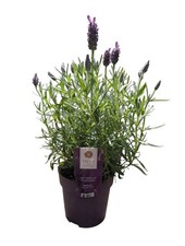French Lavender Plant in 10cm Pot | Hardy Lavender Plant