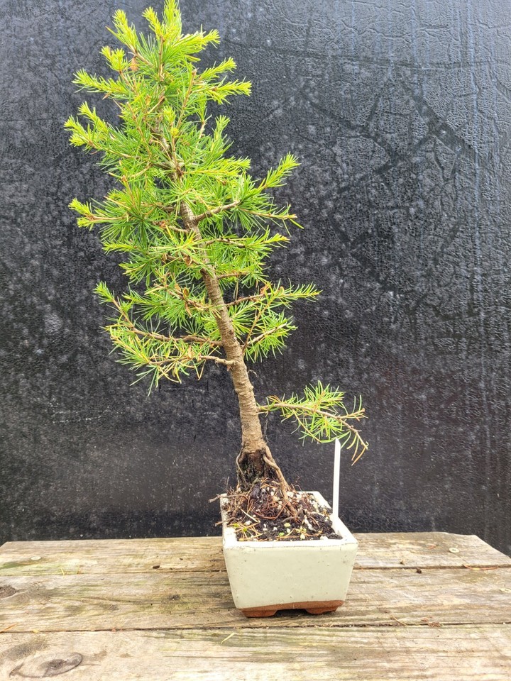Japanese Larch Bonsai Tree shohin size in Bonsai pot. Outdoor Pre